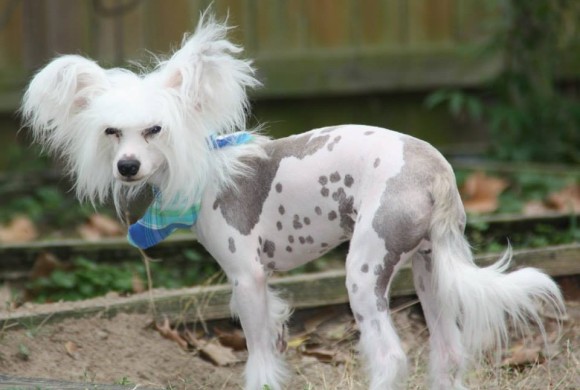 chinese crested powder puff rescue
