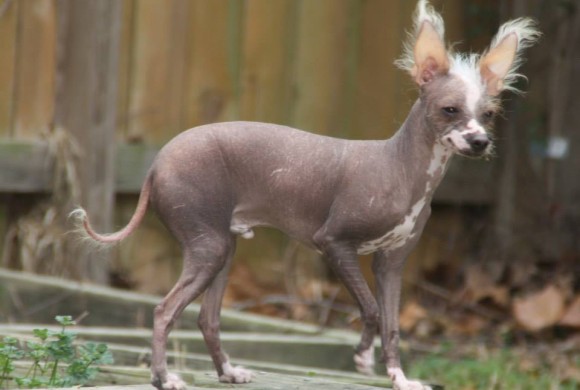 chinese crested rescue