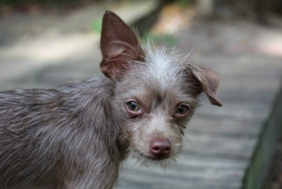 Chinese store crested adoption