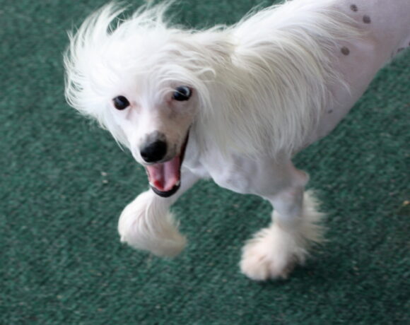 Arabella Tender Loving Crested Rescue