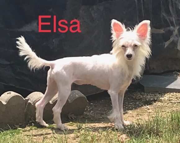 Elsa - Adopted