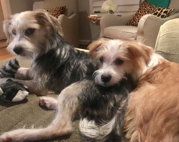 Radley and Copper - adopted